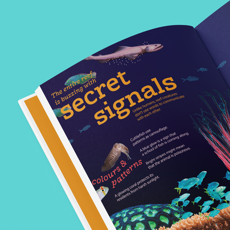 The Coral Triangle (ships out from Dec 01)